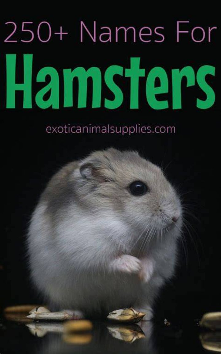 250+ Hamster Names for Male & Female Hamsters Exotic Animal Supplies