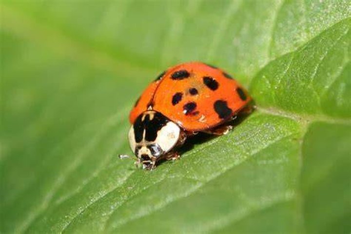 A Bug's Life 2