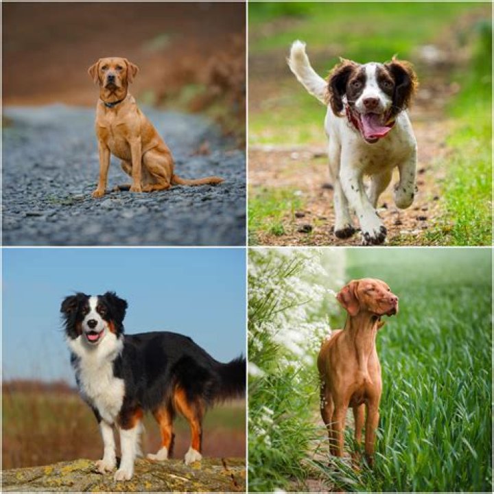 A Dog's Journey