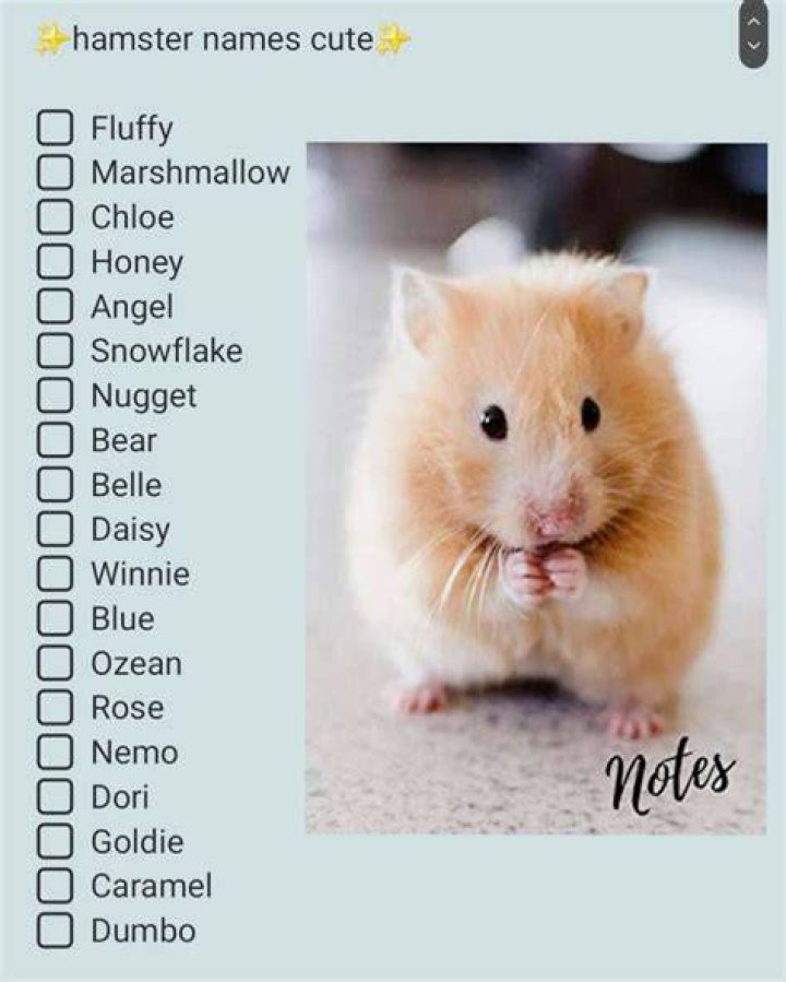 Adorable Hamster Names!🐹🐹🐹 Hamsters! Amino