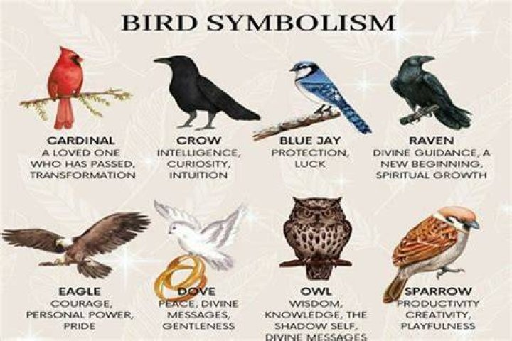 Bird symbolism 10 common birds and their spiritual meaning Legit.ng