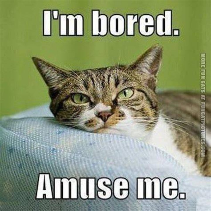 Bored Memes Funny Boring Meme and Pictures