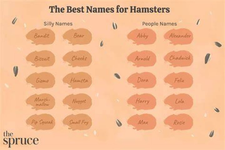 Creative And Fun Hamster Names: A Complete Guide