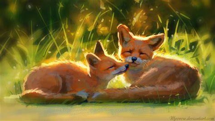 Cute Fox Wallpapers Wallpaper Cave
