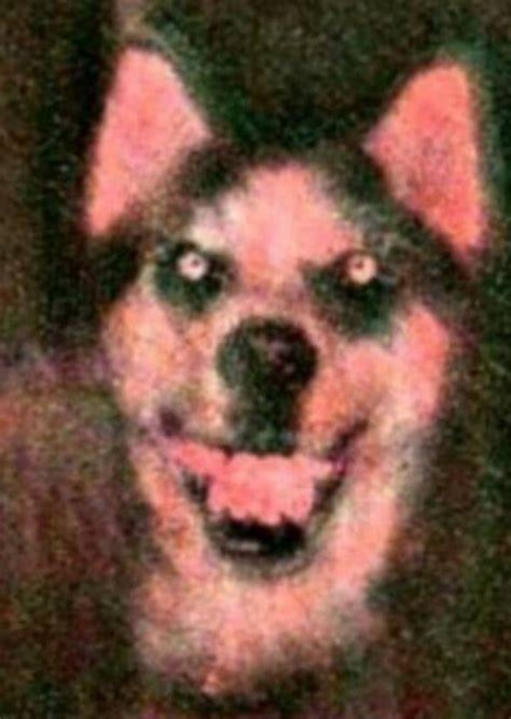 Fan Casting Benedict Cumberbatch as Smile Dog in Creepypasta The Movie on myCast