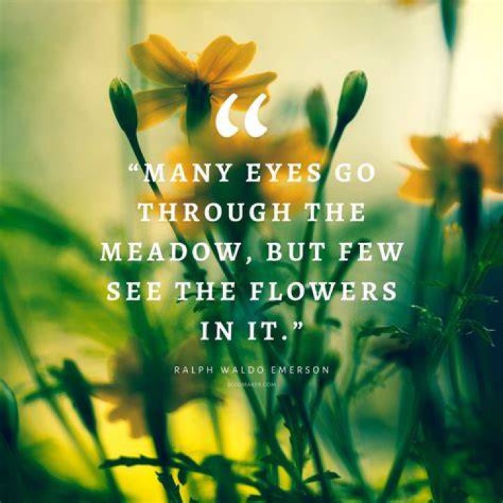 Flower Sayings: The Beauty Of Nature Captured In Words