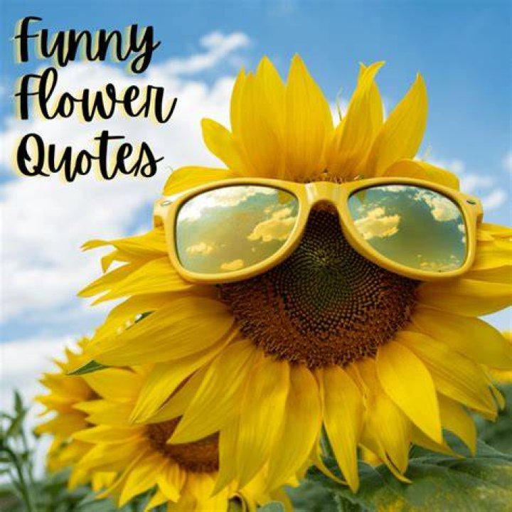 Funny Flower Quotes and Sayings Holidappy