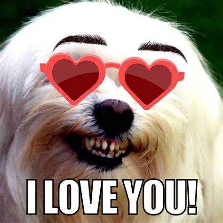 &radic; In Love Meme