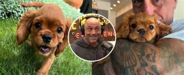 Joe Rogan as Charles Xavier in Marvel Cinematic Universe