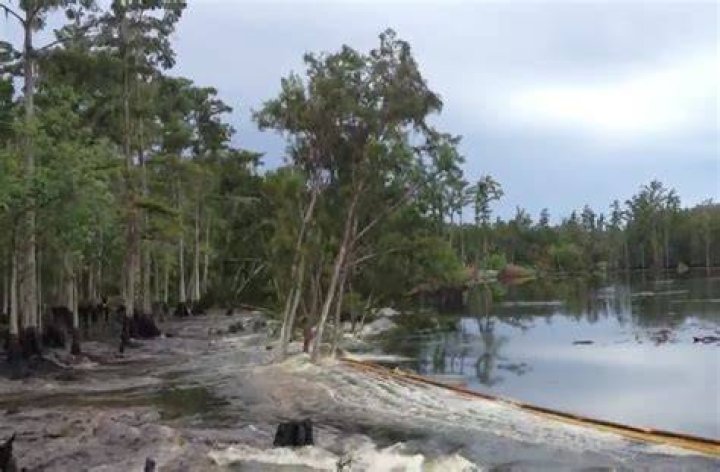 Massive sink hole swallows trees in Louisiana.