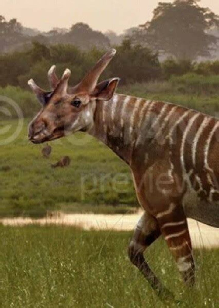 Photos of Giraffokeryx on myCast