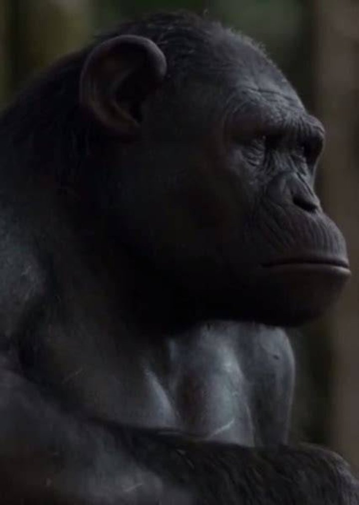 Rocket, Caesar's loyal chimpanzee lieutenant.[15] Fan Casting for War for the Planet of the Apes (1997) | myCast