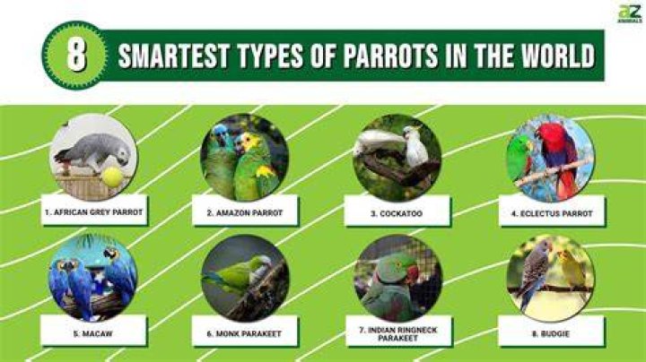 Smartest Parrots: Exploring The Intelligence Of These Fascinating Birds