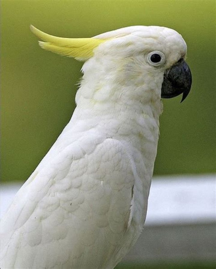 Sulphur-Crested Cockatoo as Birds in Animals that should appear soon in Zootopia