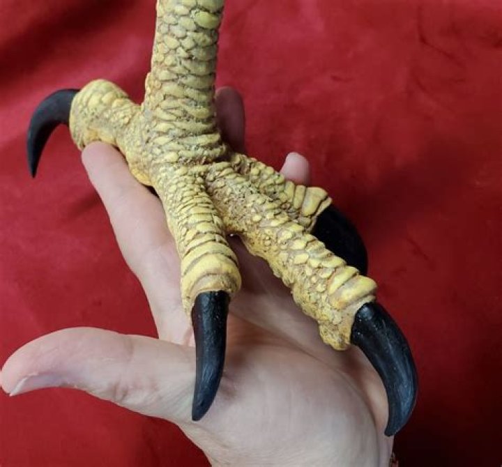 Talon