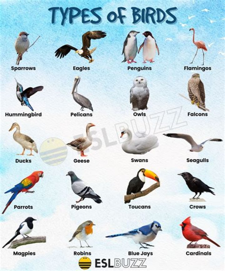 The Birds