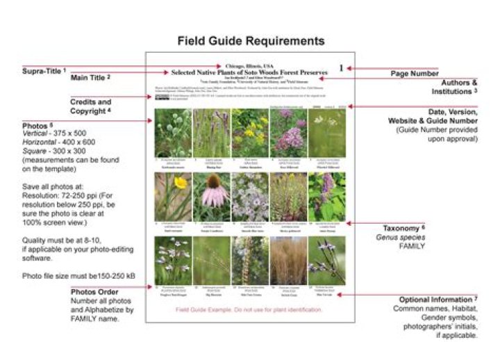 The Field Guide to the North American Teenager