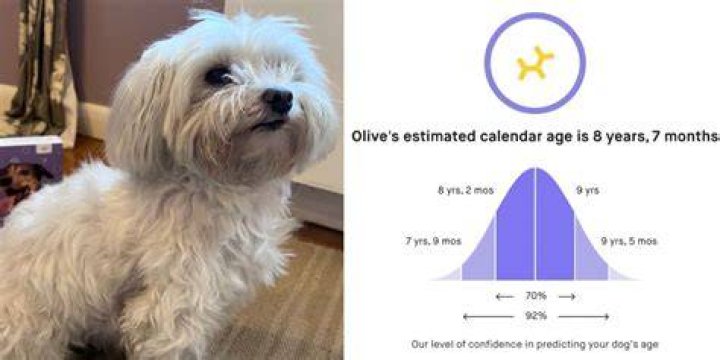 Understanding The Dog Age Test: A Comprehensive Guide