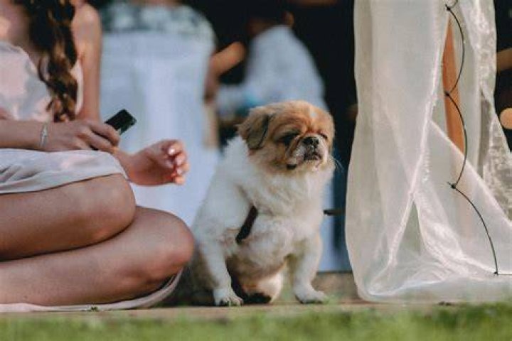 We Tried It A Dog DNA Test that Helps Determine a Canine's Real Age
