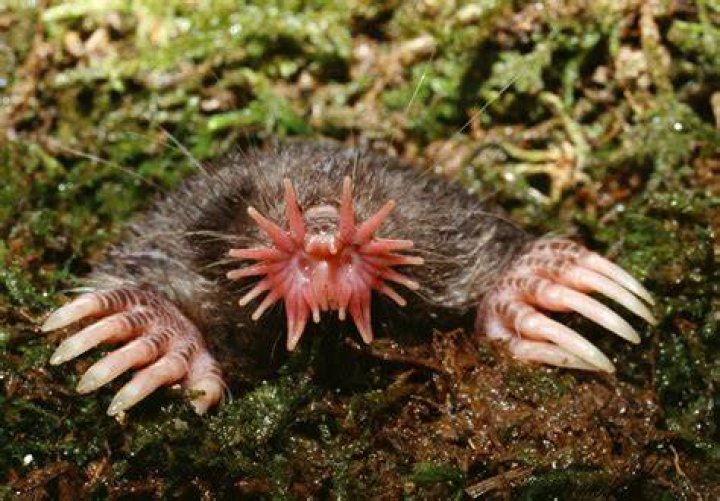 What Are the Scariest Animals on Earth? Heads Up by Boys' Life
