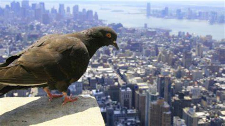 What is a Pigeonhole? Mental Floss