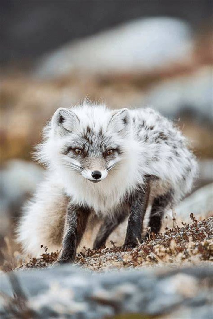Why Foxes Are Considered The Cutest Animals On Earth