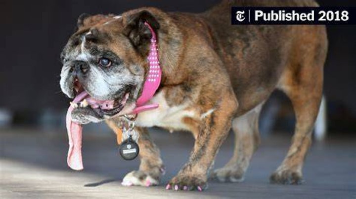 Zsa Zsa the English Bulldog, &lsquo;World&rsquo;s Ugliest Dog,&rsquo; Dies at 9 The New